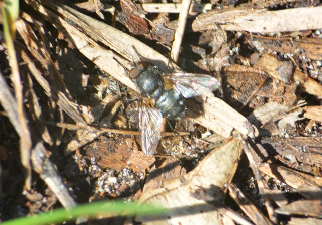 Pollenia