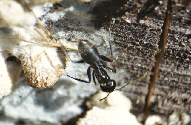 Camponotus vagus - fekete lóhangya