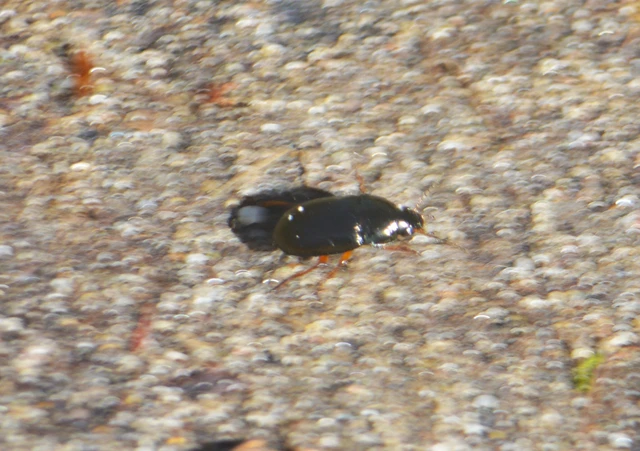 Amara anthobia - réti közfutó Amara anthobia - réti közfutó