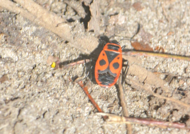 Pyrrhocoris apterus - verőköltő poloska