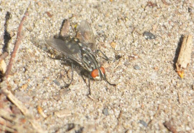 Sarcophagidae - húslégyfélék