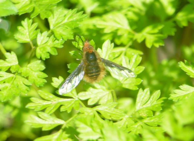 Bombyliidae - pöszörlégyfélék
