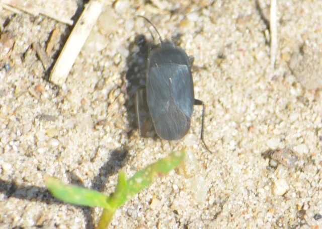 Aellopus atratus - cigánybodobács