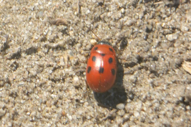 Gonioctena fornicata - közönséges lucernabogár