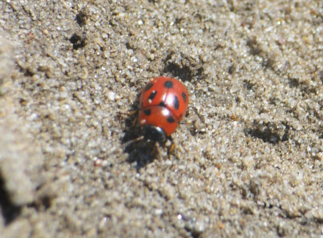 Gonioctena fornicata - közönséges lucernabogár