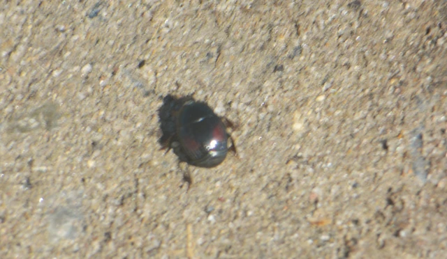 Margarinotus purpurascens - vöröslő sutabogár Margarinotus purpurascens - vöröslő sutabogár