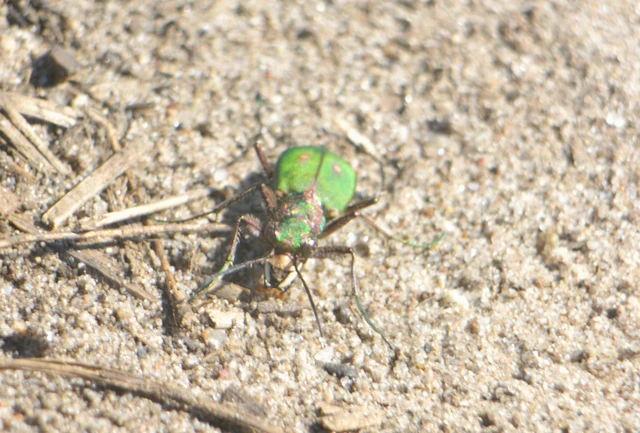 Cicindela campestris - mezei homokfutrinka