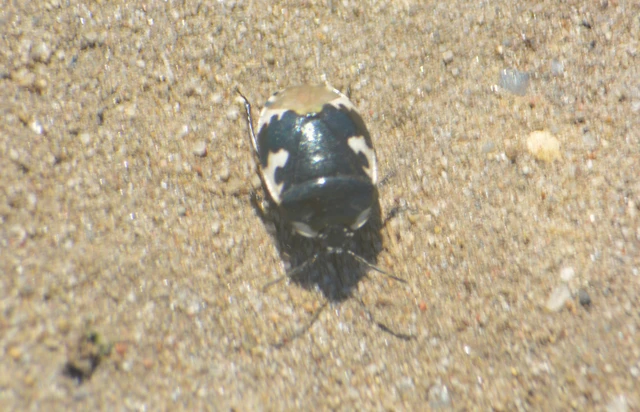 Tritomegas bicolor - foltos földipoloska