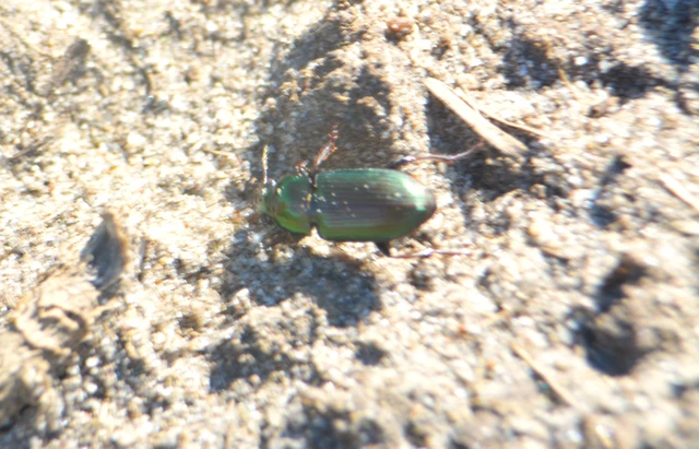 Harpalus distinguendus - mezei lomhafutó