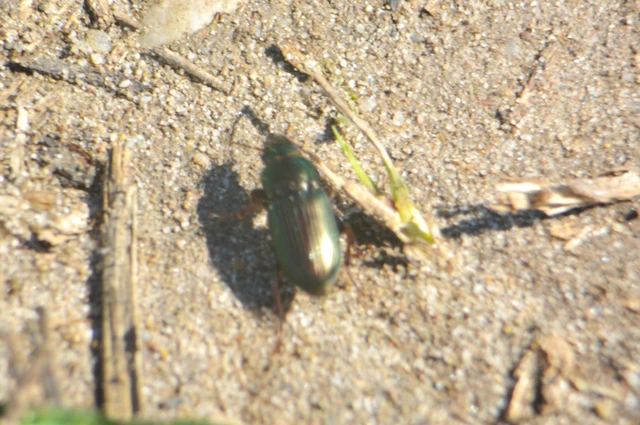 Harpalus distinguendus - mezei lomhafutó