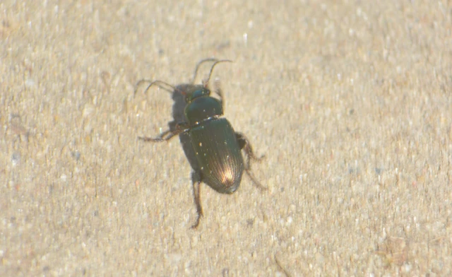 Harpalus distinguendus - mezei lomhafutó