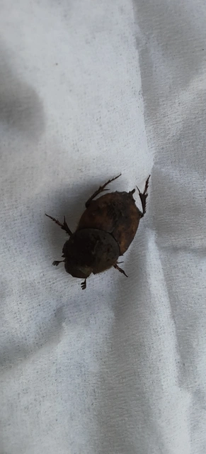 Onthophagus lemur - szalagos trágyatúró