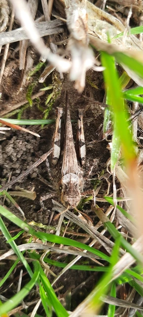 Acrotylus insubricus - önbeásósáska