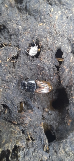 Aphodius luridus - tarka trágyabogár