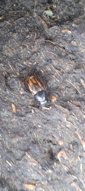 Aphodius distinctus - rajzos trágyabogár