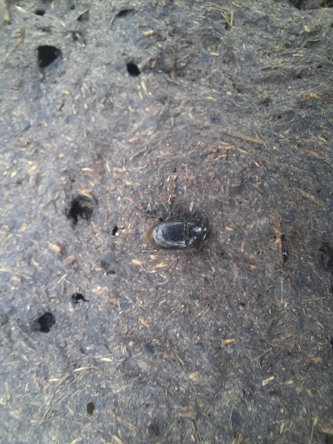 Aphodius luridus - tarka trágyabogár