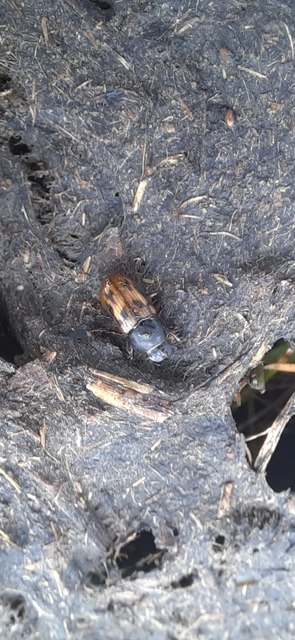 Aphodius distinctus - rajzos trágyabogár