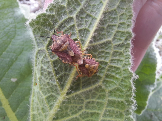 Carpocoris