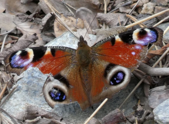Nymphalis io - nappali pávaszem
