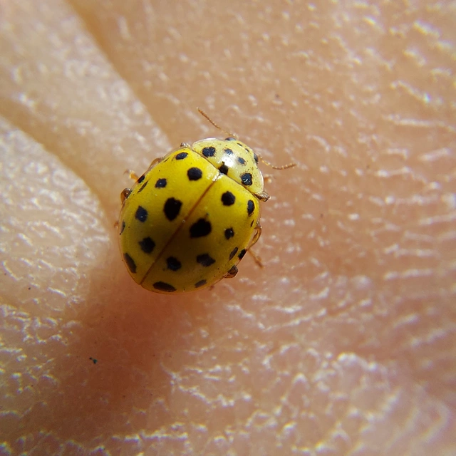 Psyllobora vigintiduopunctata - huszonkétpettyes katica