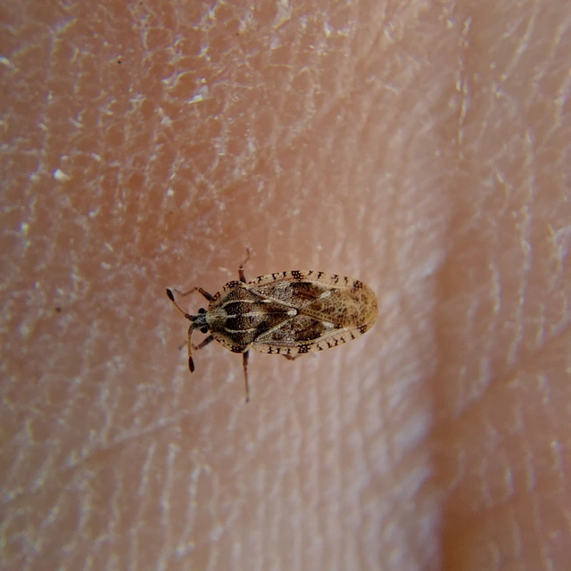 Tingis cardui - bogáncs-csipkéspoloska Tingis cardui - bogáncs-csipkéspoloska