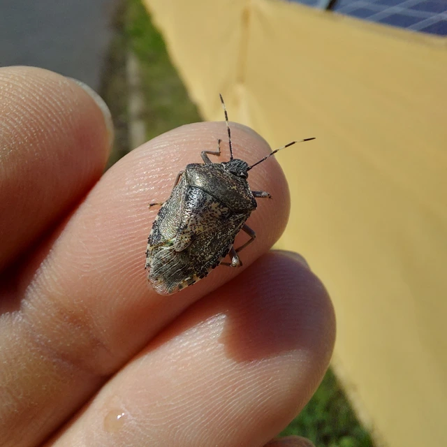 Rhaphigaster nebulosa - bencepoloska