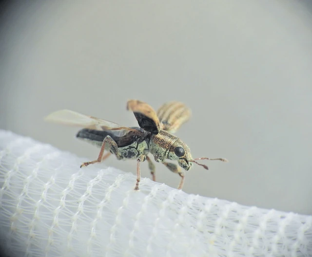 Sitona lineatus - sávos csipkézőbogár