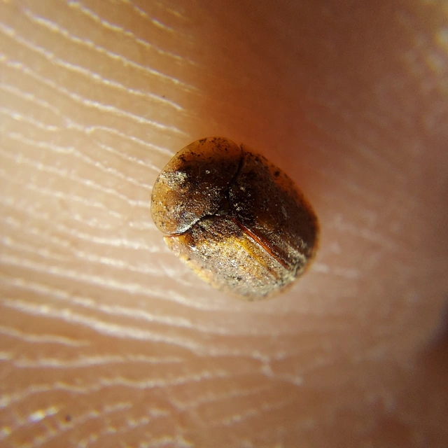 Hypocassida