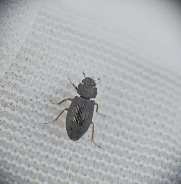 Helophoridae - vésettcsiborfélék