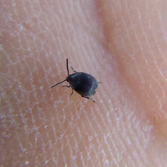 Spermophagus