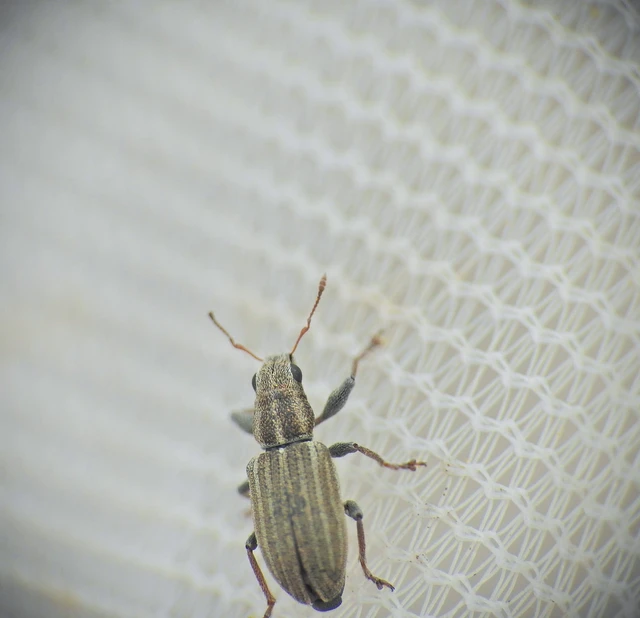 Sitona lineatus - sávos csipkézőbogár