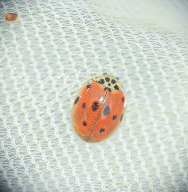 Adalia decempunctata - tízpettyes katica