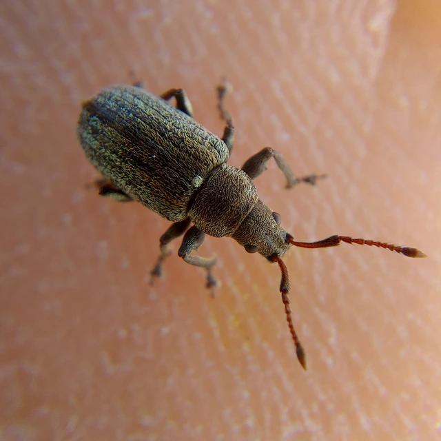 Phyllobius pyri - gyümölcsfa-levélormányos