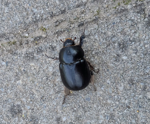 Pentodon idiota - butabogár