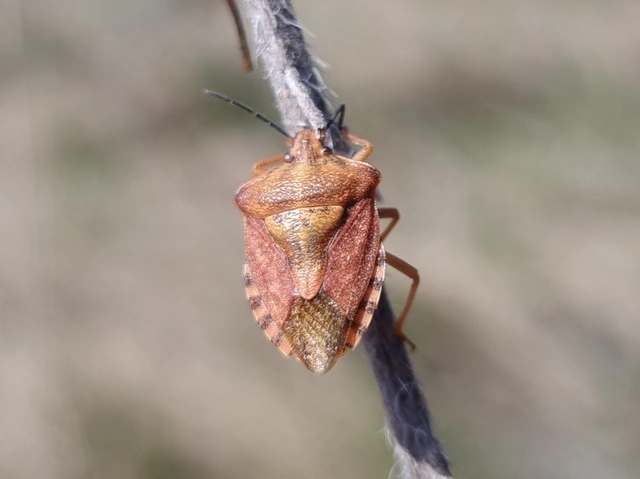 Carpocoris
