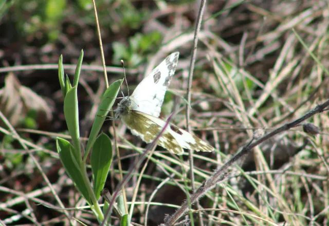 Pontia edusa - rezedalepke