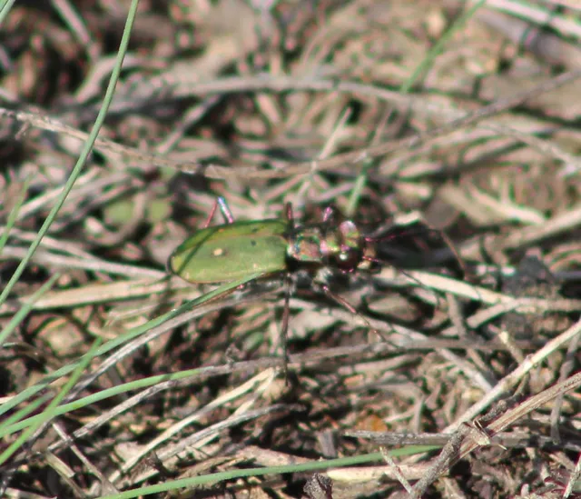 Cicindela campestris - mezei homokfutrinka