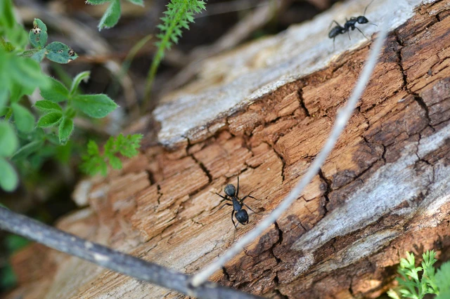 Camponotus vagus - fekete lóhangya