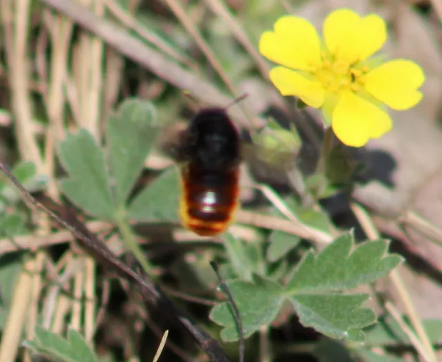 Osmia bicolor