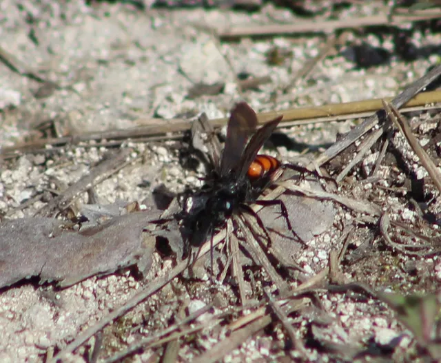 Anoplius viaticus - közönséges útonállódarázs Anoplius viaticus - közönséges útonállódarázs