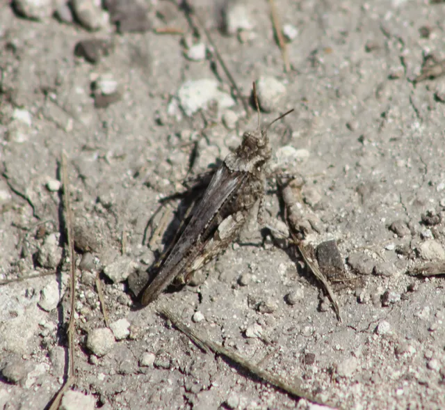 Acrotylus insubricus - önbeásósáska