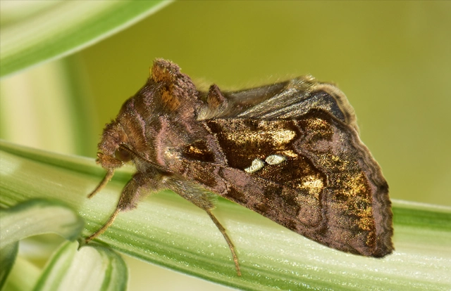 Chrysodeixis chalcites - déli aranybagoly