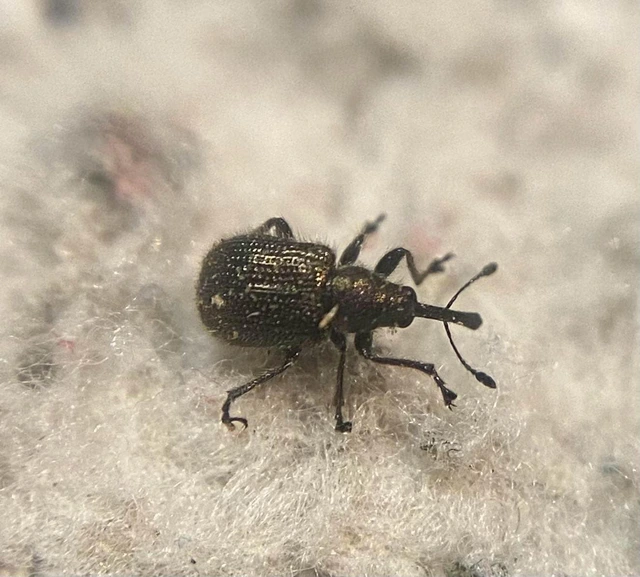 Neocoenorrhinus minutus - bronzos eszelény