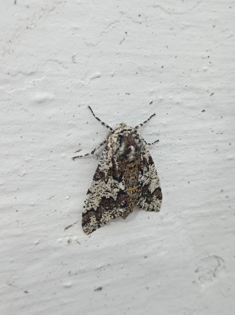 Biston strataria - barnapettyes araszoló