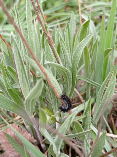 Spiris striata - csíkos molyszövő