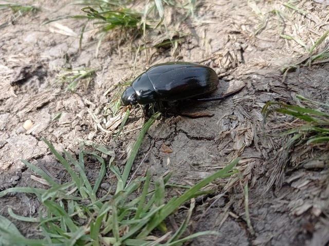 Hydrophilus piceus - közönséges óriáscsibor