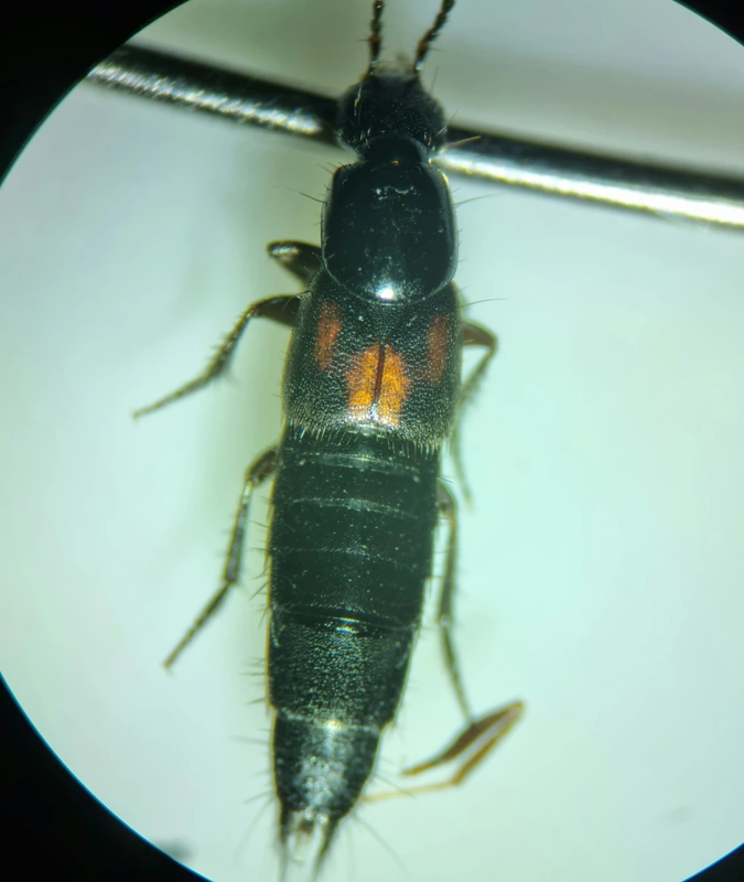 Philonthus sanguinolentus - foltos ganajholyva