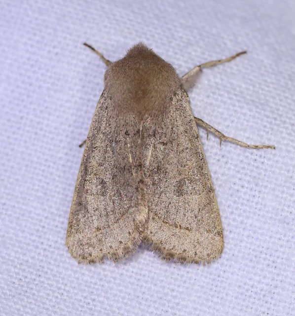 Orthosia cerasi - közepes barkabagoly