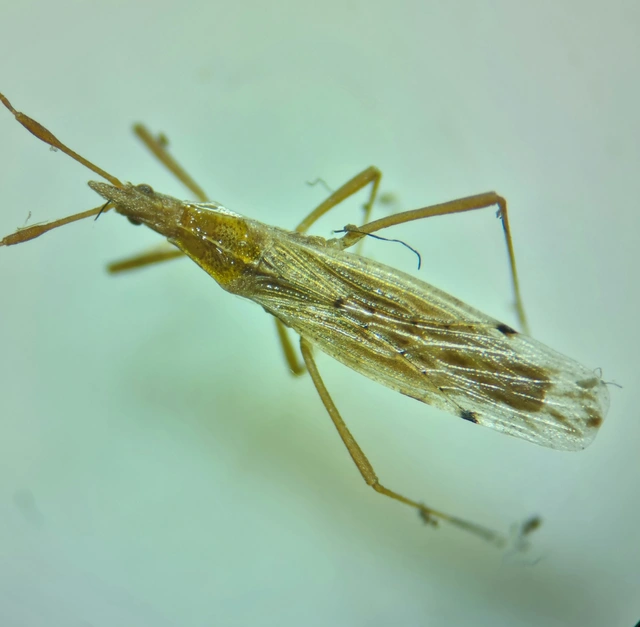 Berytinus