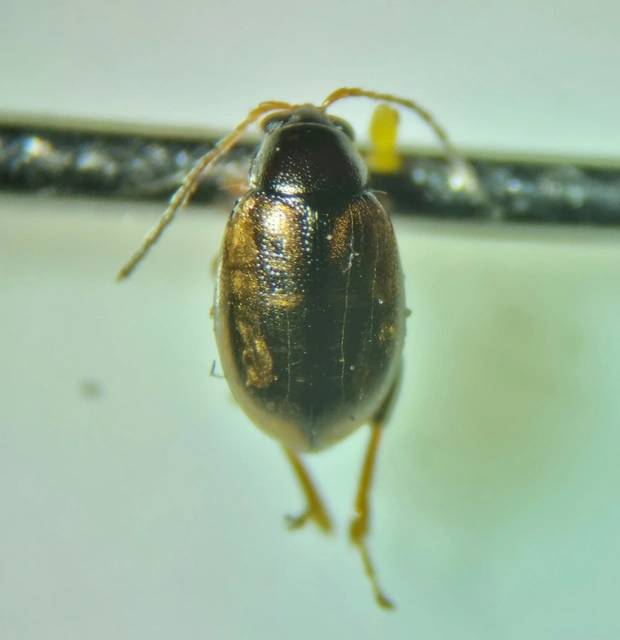 Longitarsus